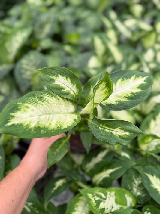 Dieffenbachia ‘Camille Compacta’