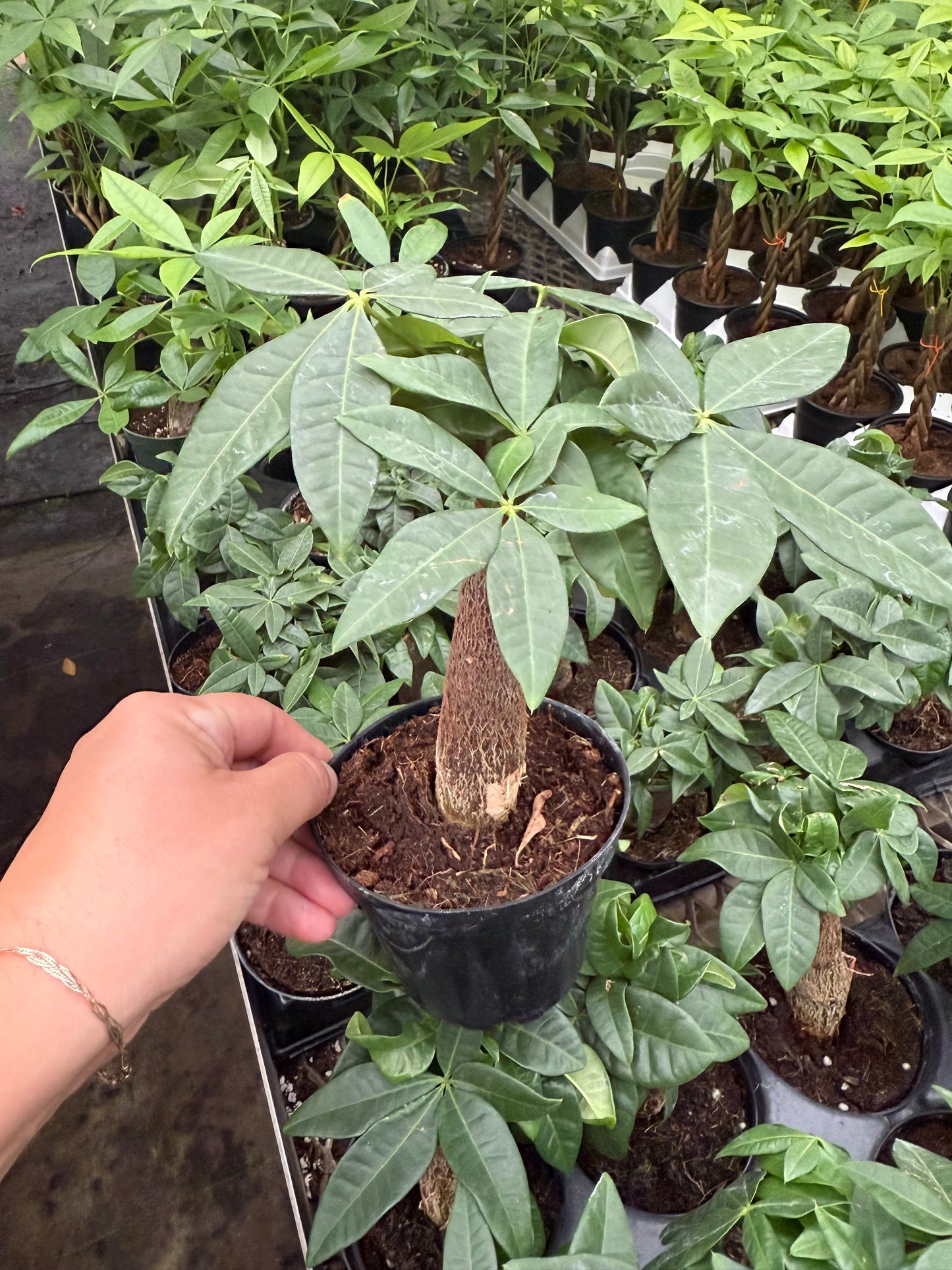 Pachira Aquatica-Money Tree Stump