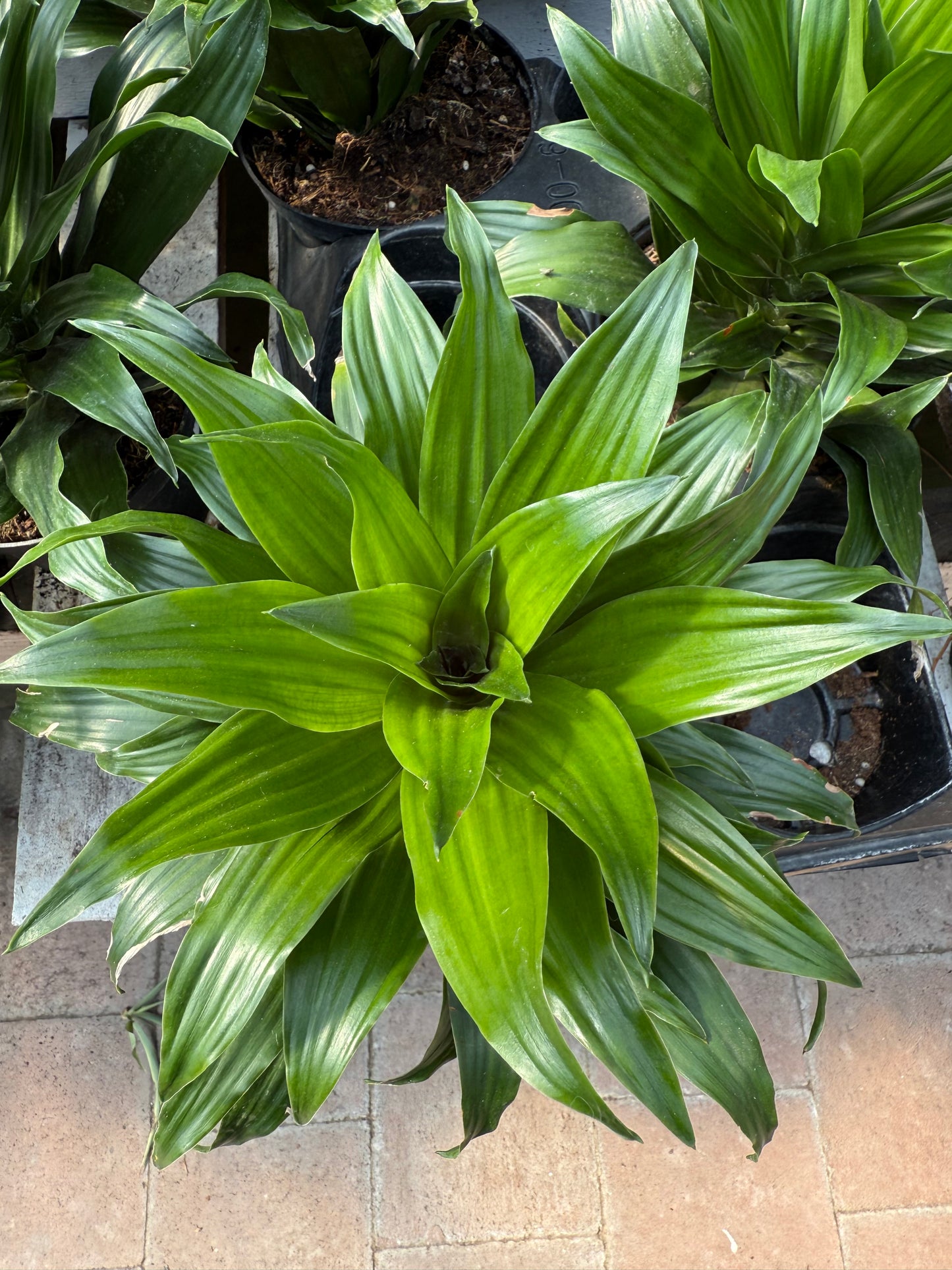 Dracaena “Janet Craig”