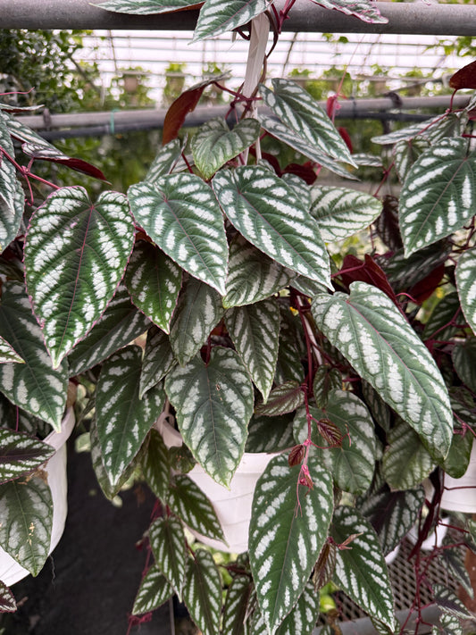 Cissus ´Discolor’