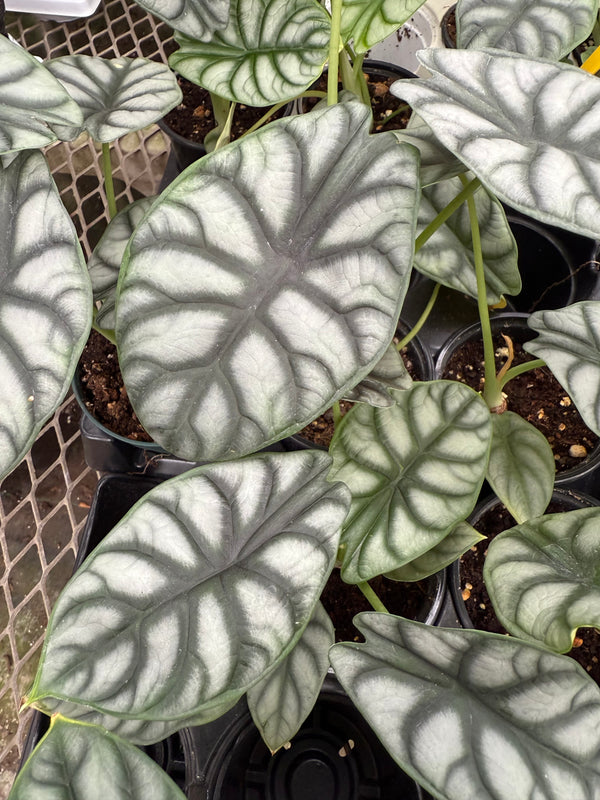 Alocasia Silver Dragon