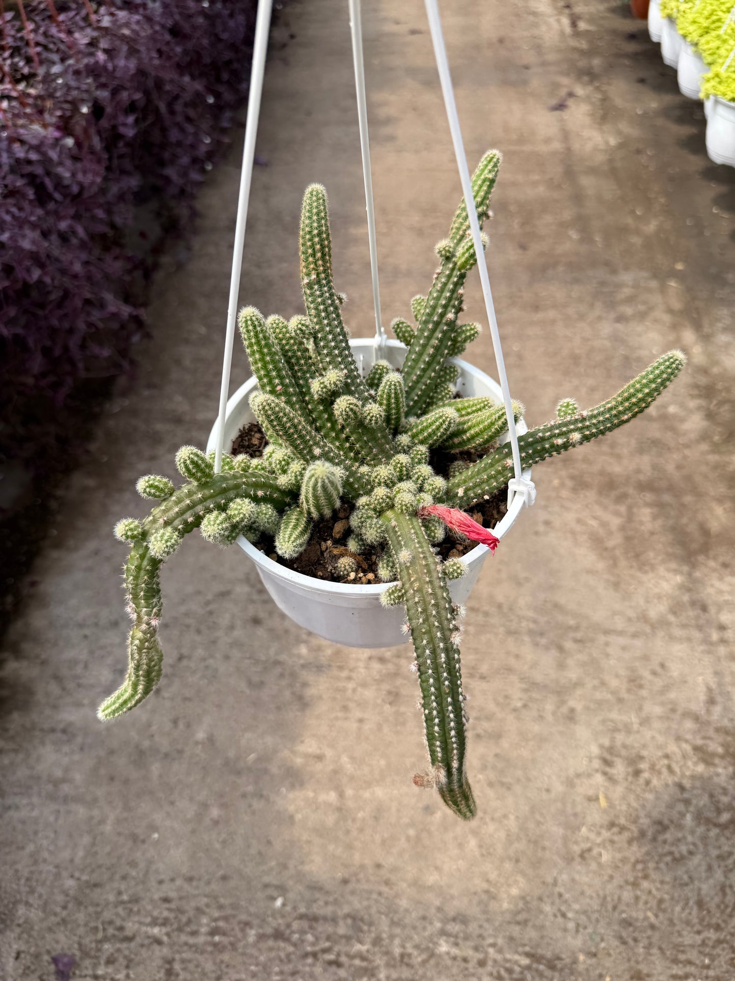Peanut Cactus
