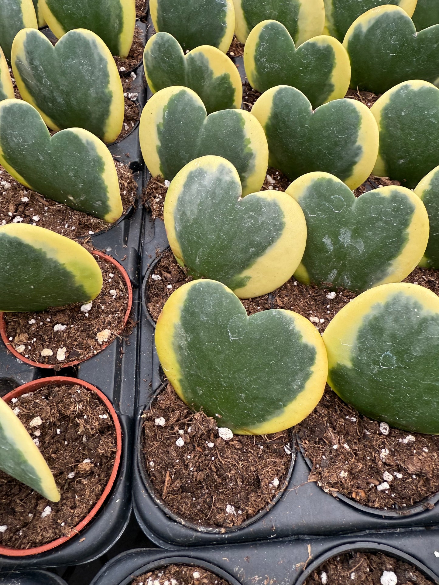 Hoya kerrii Variegated