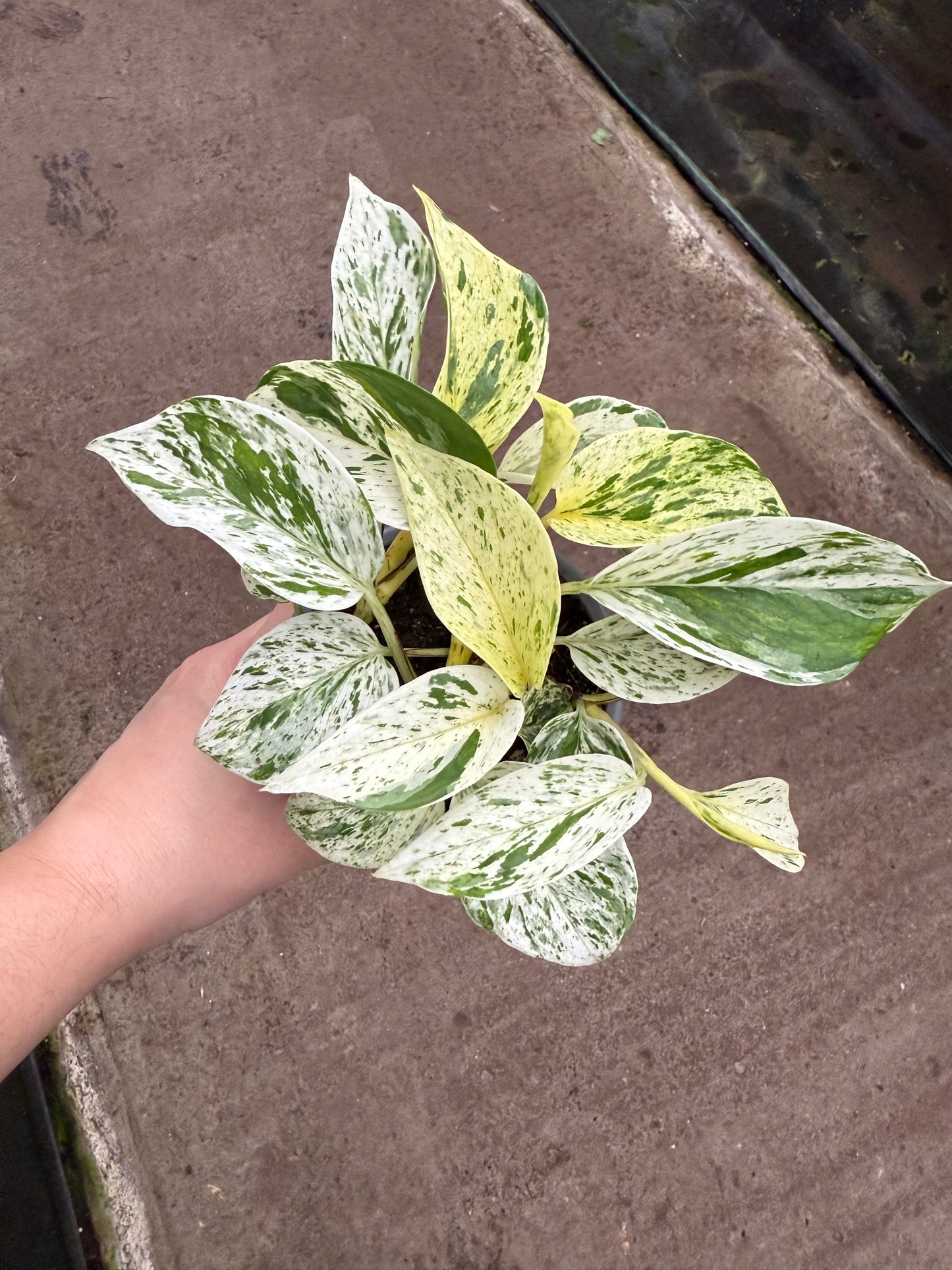 Pothos « Snow Queen »