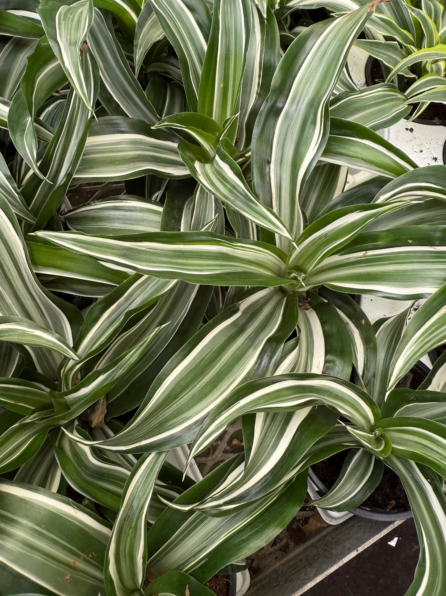 Dracaena ‘White Surprise'