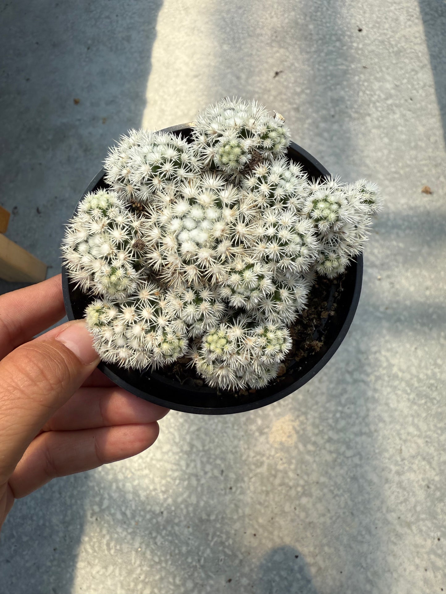 Mammillaria gracilis ‘Arizona Snow’