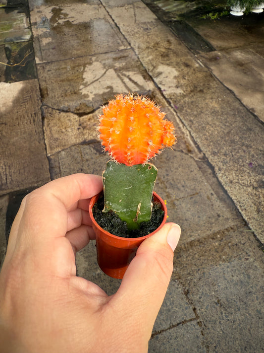 Cactus- Grafted