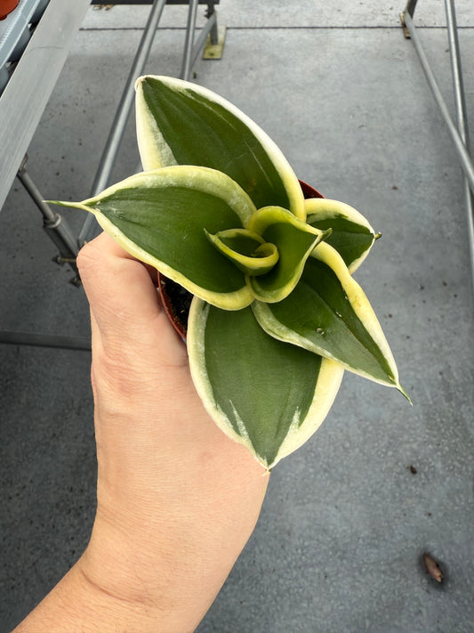 Sanseveria Jade Pagoda Hahnii