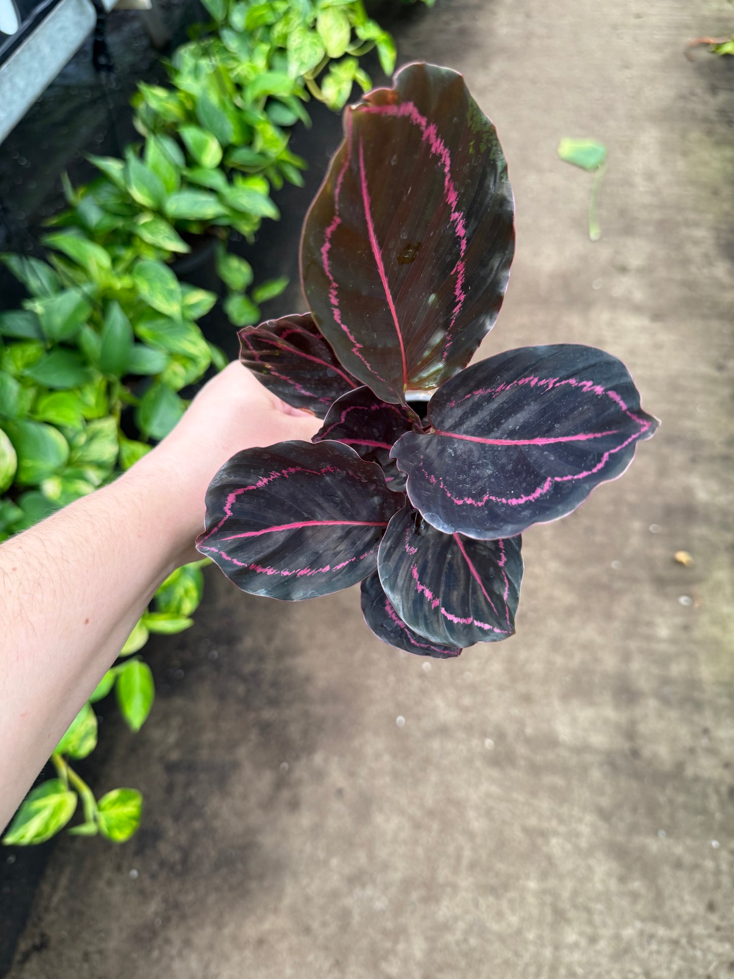 Calathea ‘Dottie’