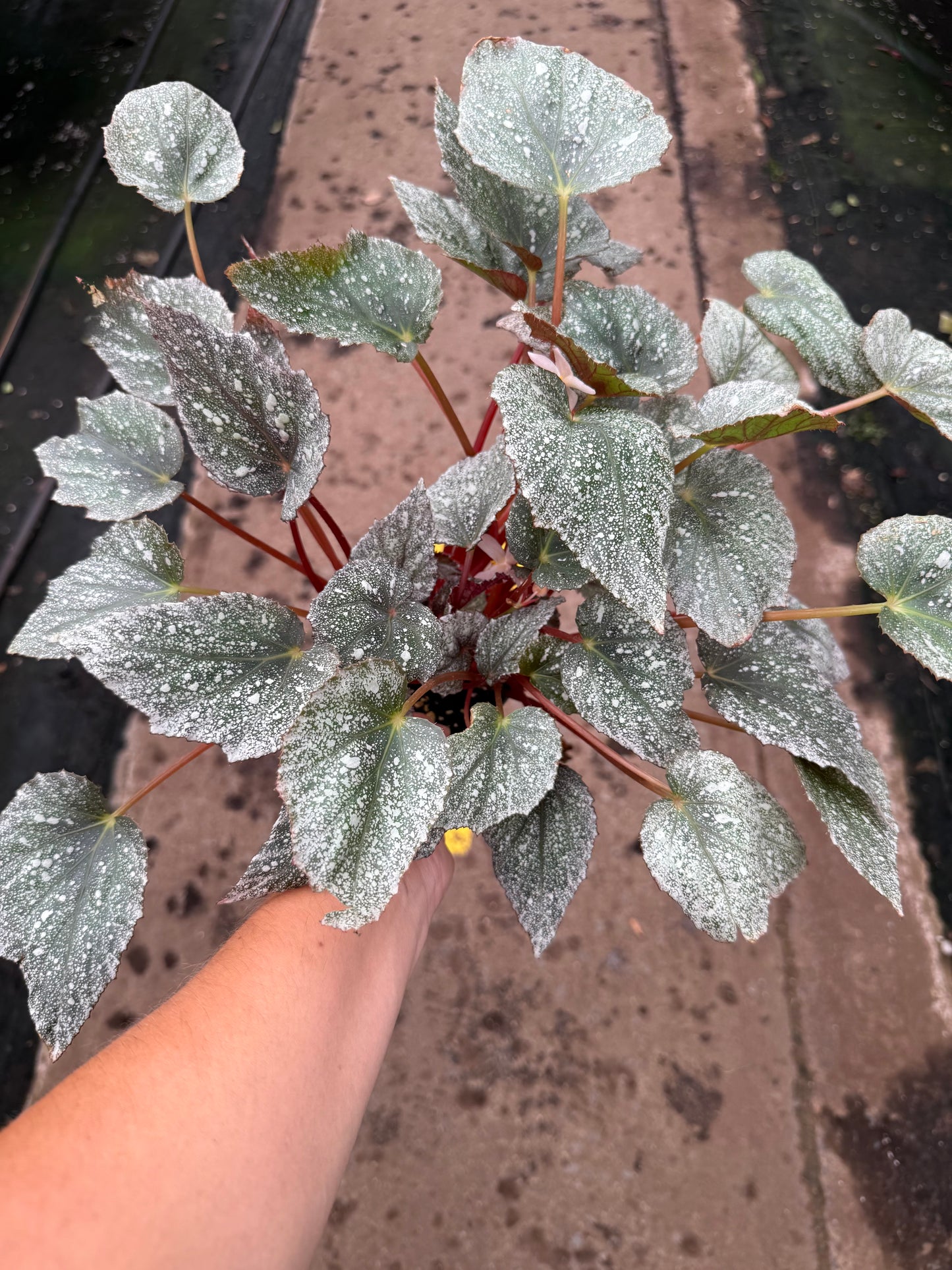 Begonia ‘Frost’