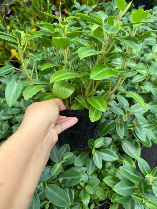 Peperomia ‘Pixie’