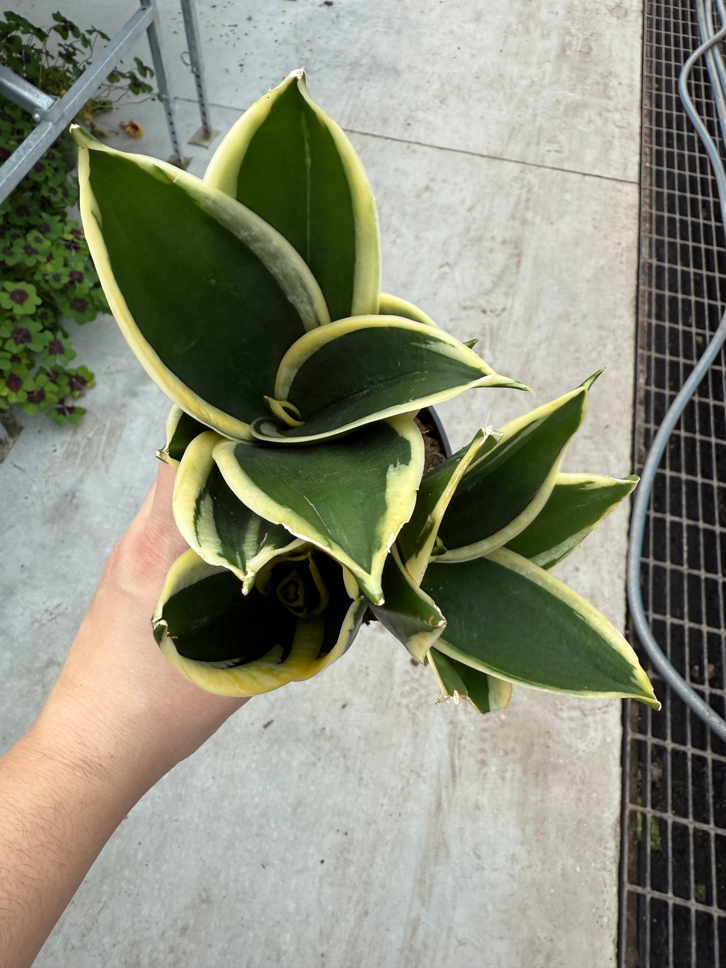 Sanseveria Jade Pagoda Hahnii
