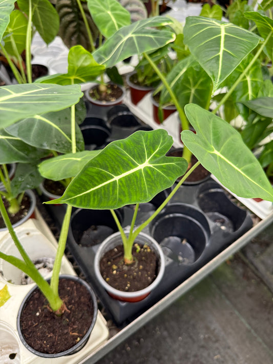 Alocasia Frydek