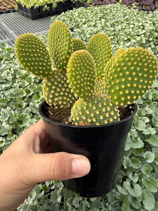 Opuntia microdasys ‘Pallida’