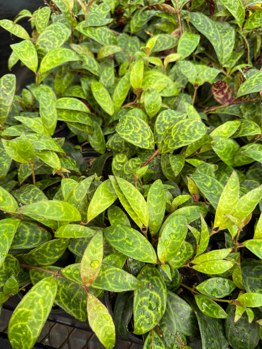 Aeschynanthus ‘Black Pagoda’