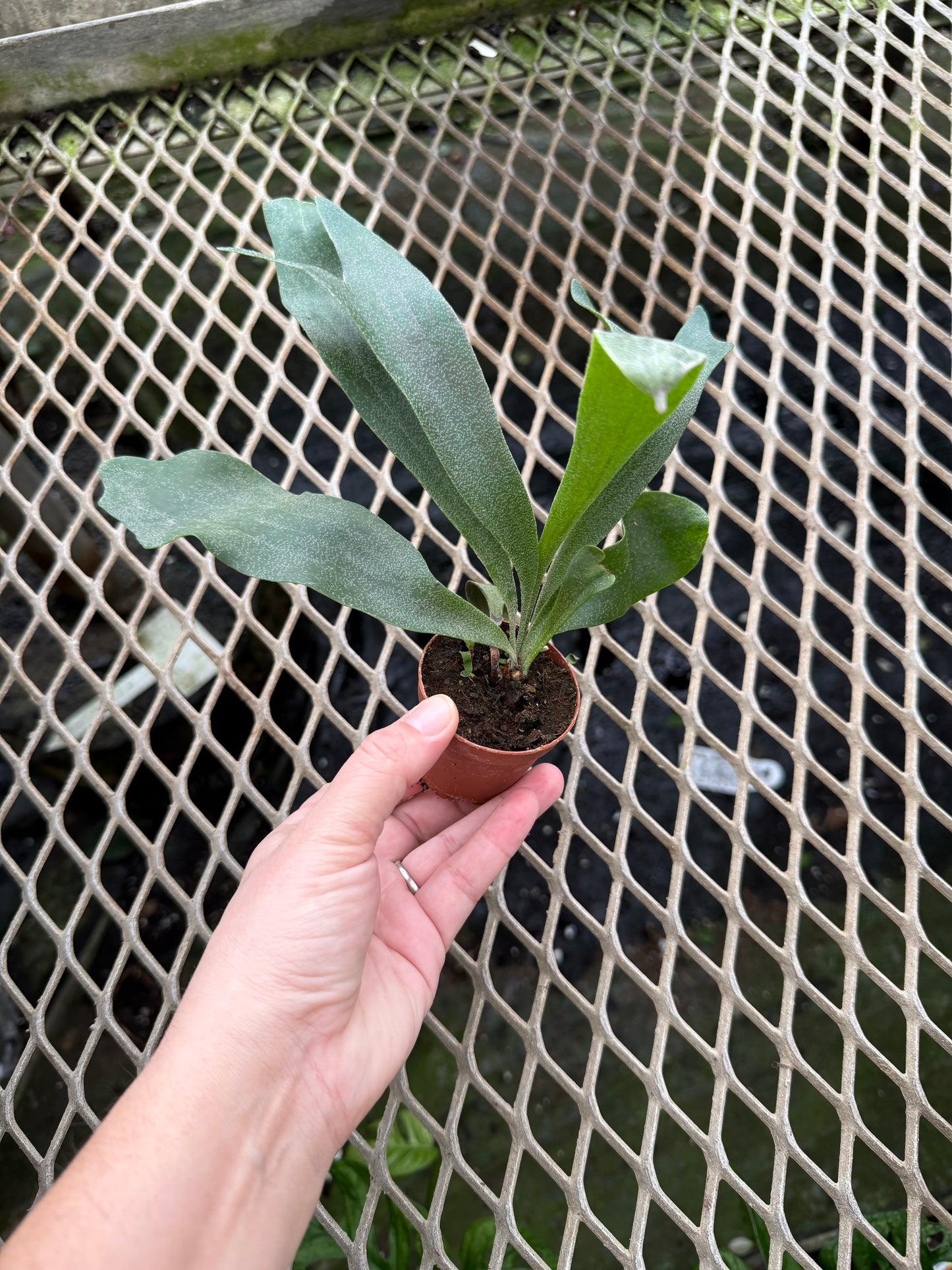 Platycerium ‘staghorn fern’