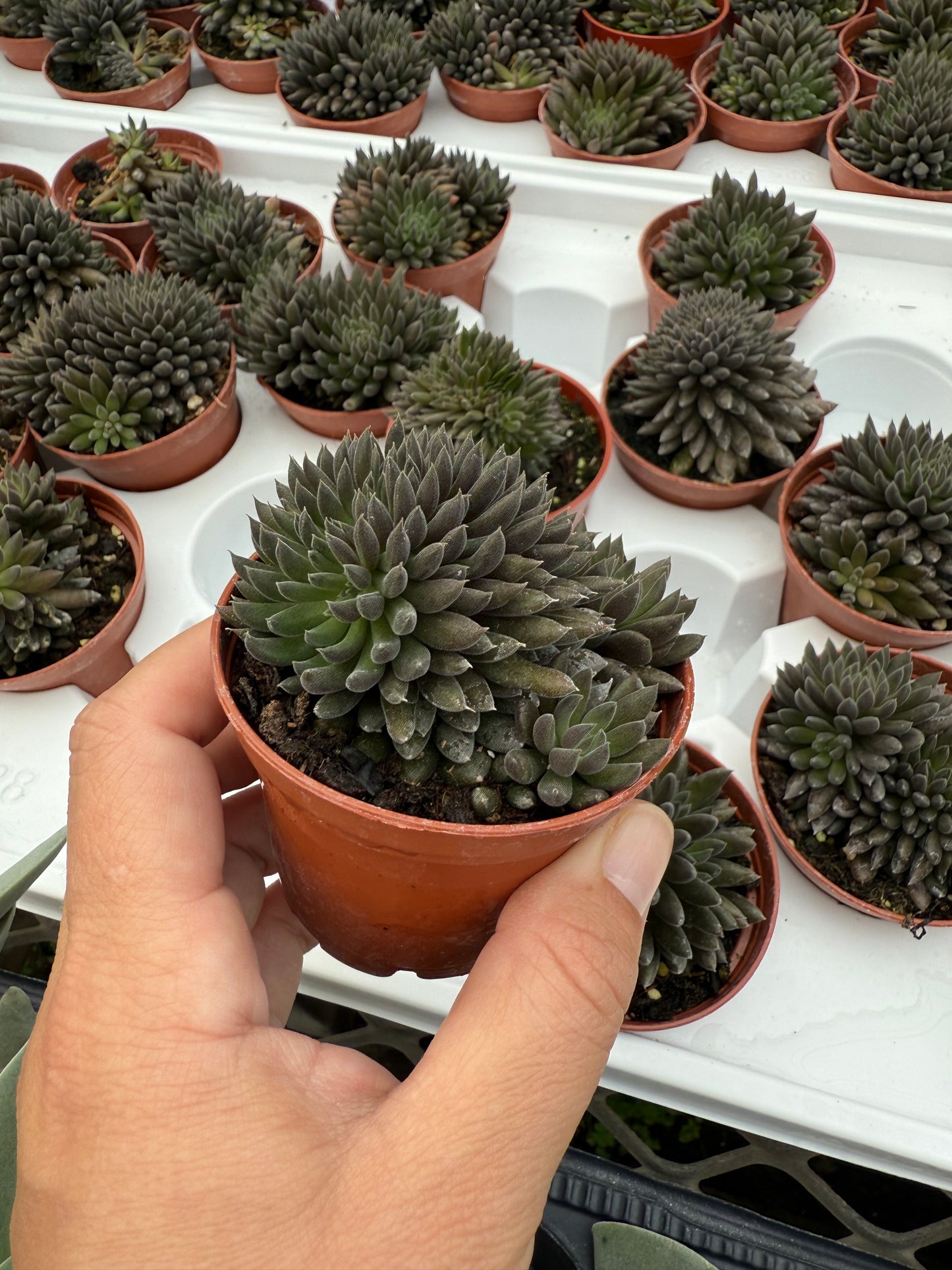 Graptopetalum ‘Silver Star’