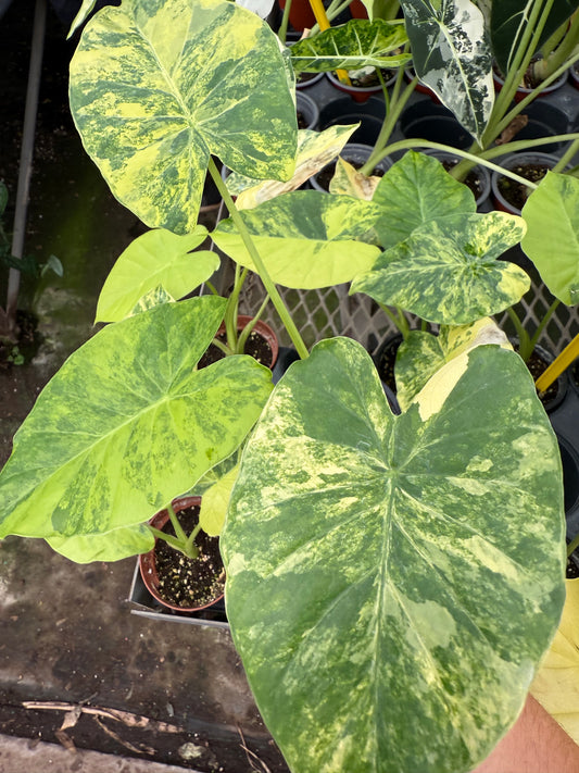 Alocasia odora ‘Variegata’ – Yellow