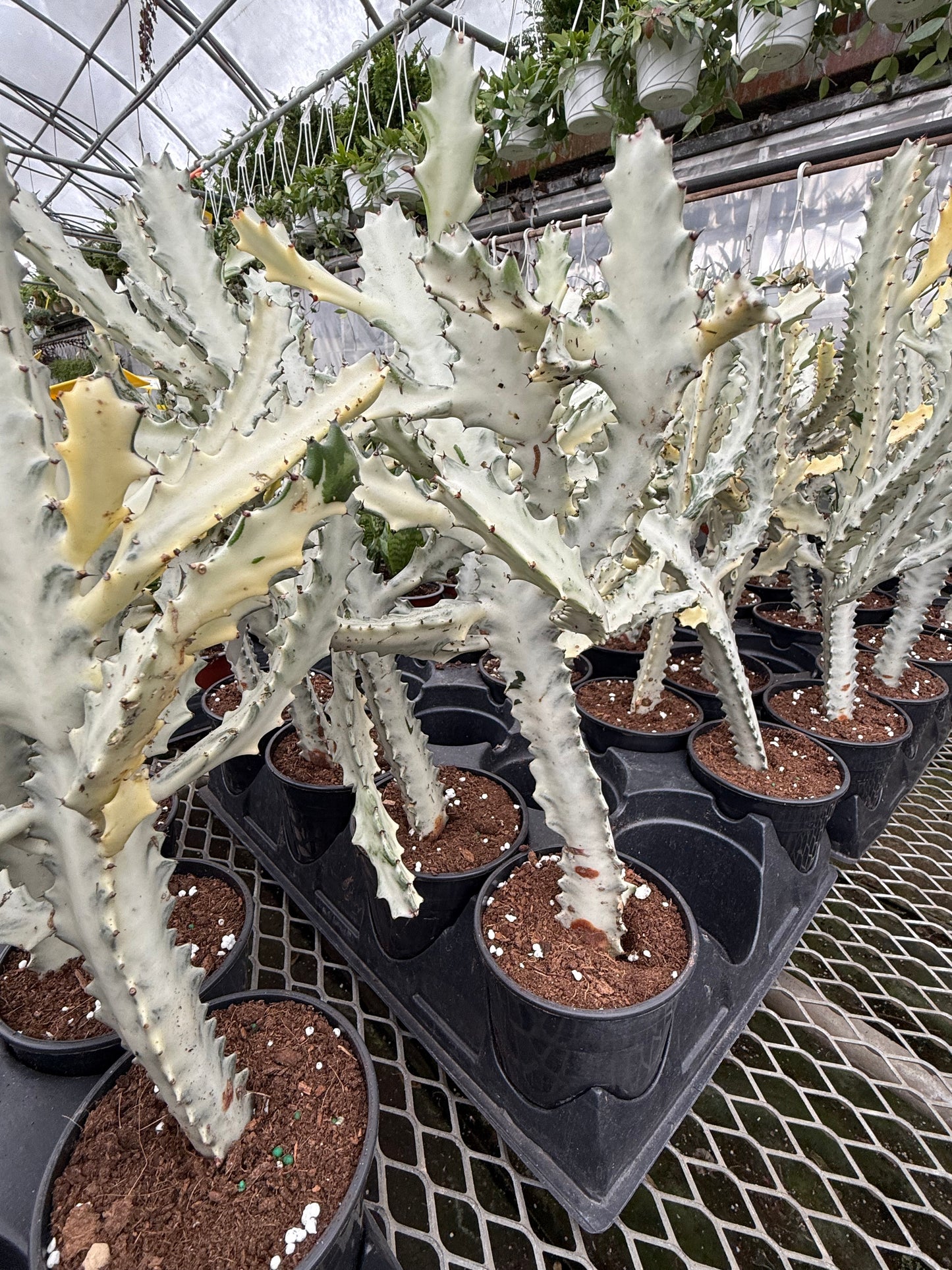 Euphorbia Ghost- White