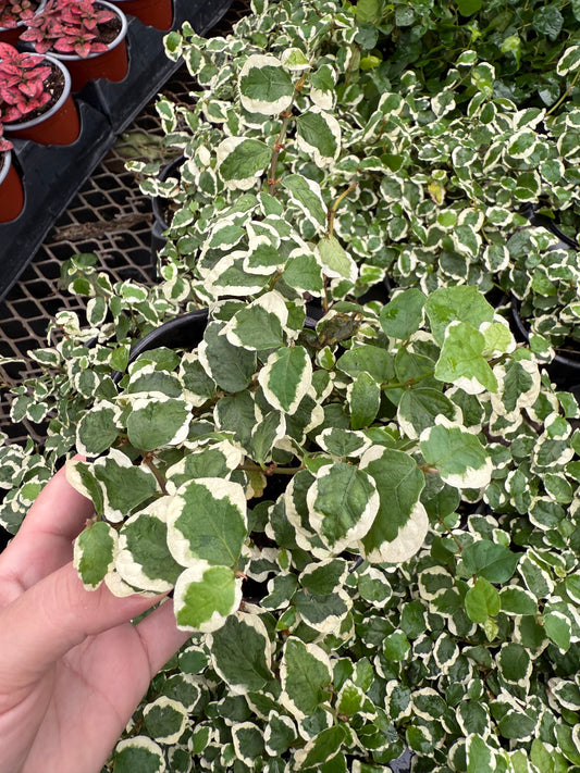 Ficus pumila 'Variegata'