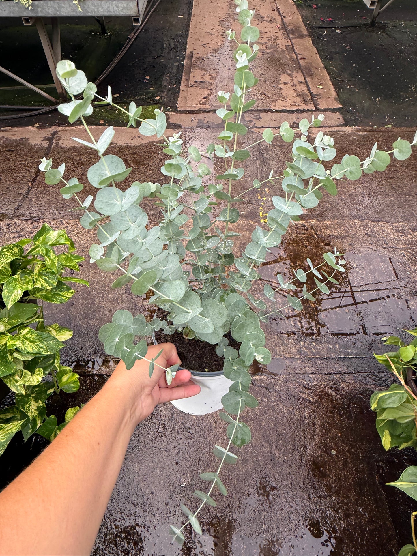 Eucalyptus ‘Glacier’