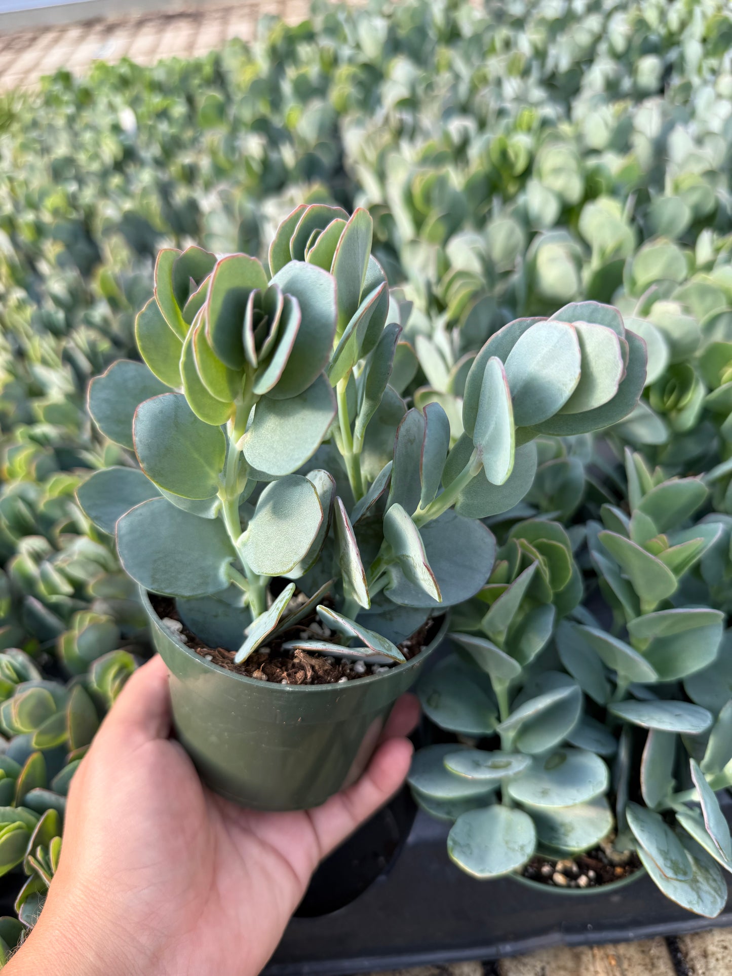 Kalanchoe marnieriana
"Marnier's kalanchoe"