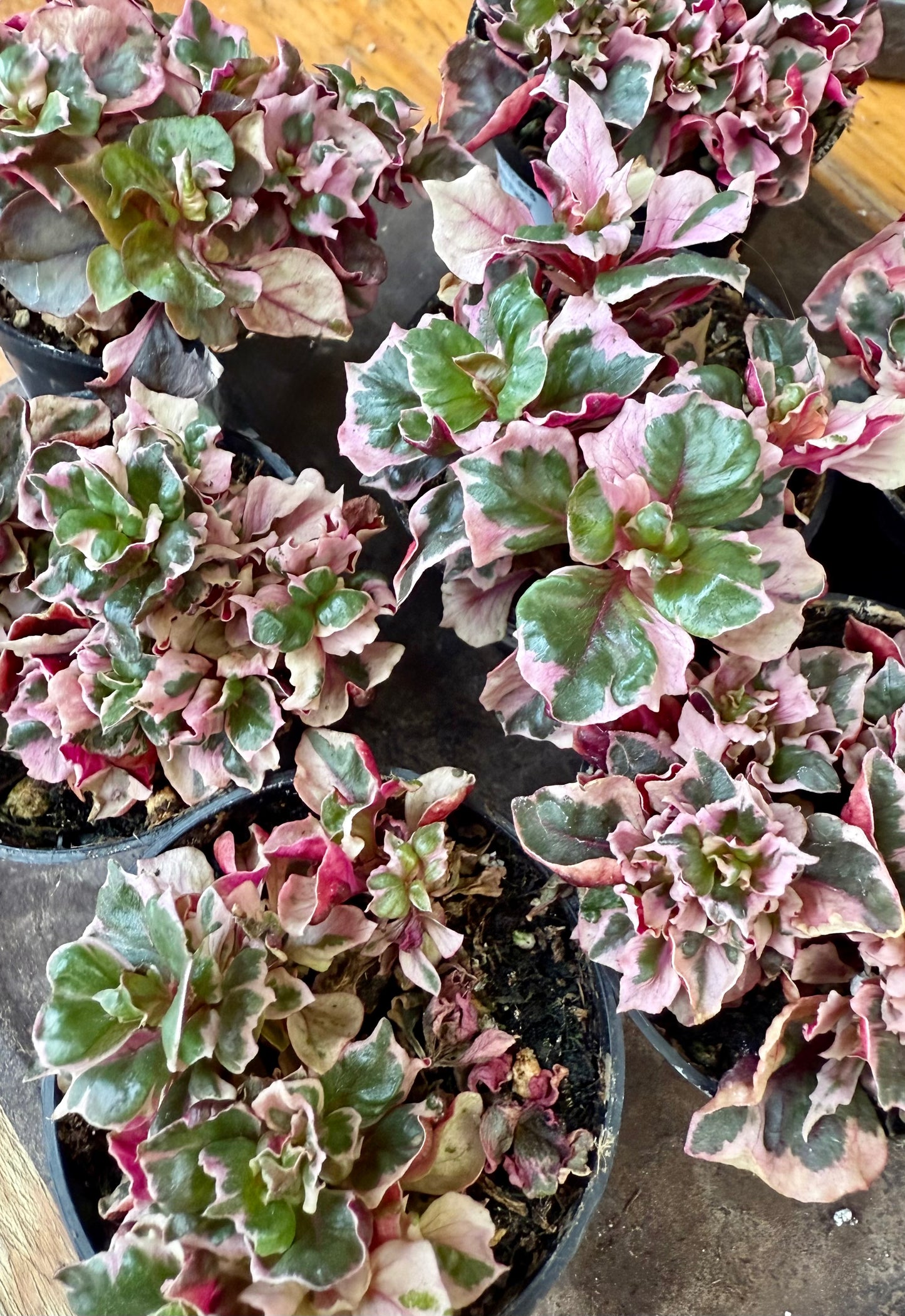 Alternanthera “Ruby Flake”