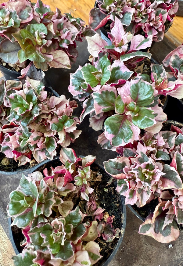 Alternanthera “Ruby Flake”