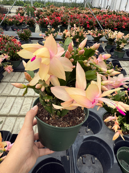 Christmas Cactus