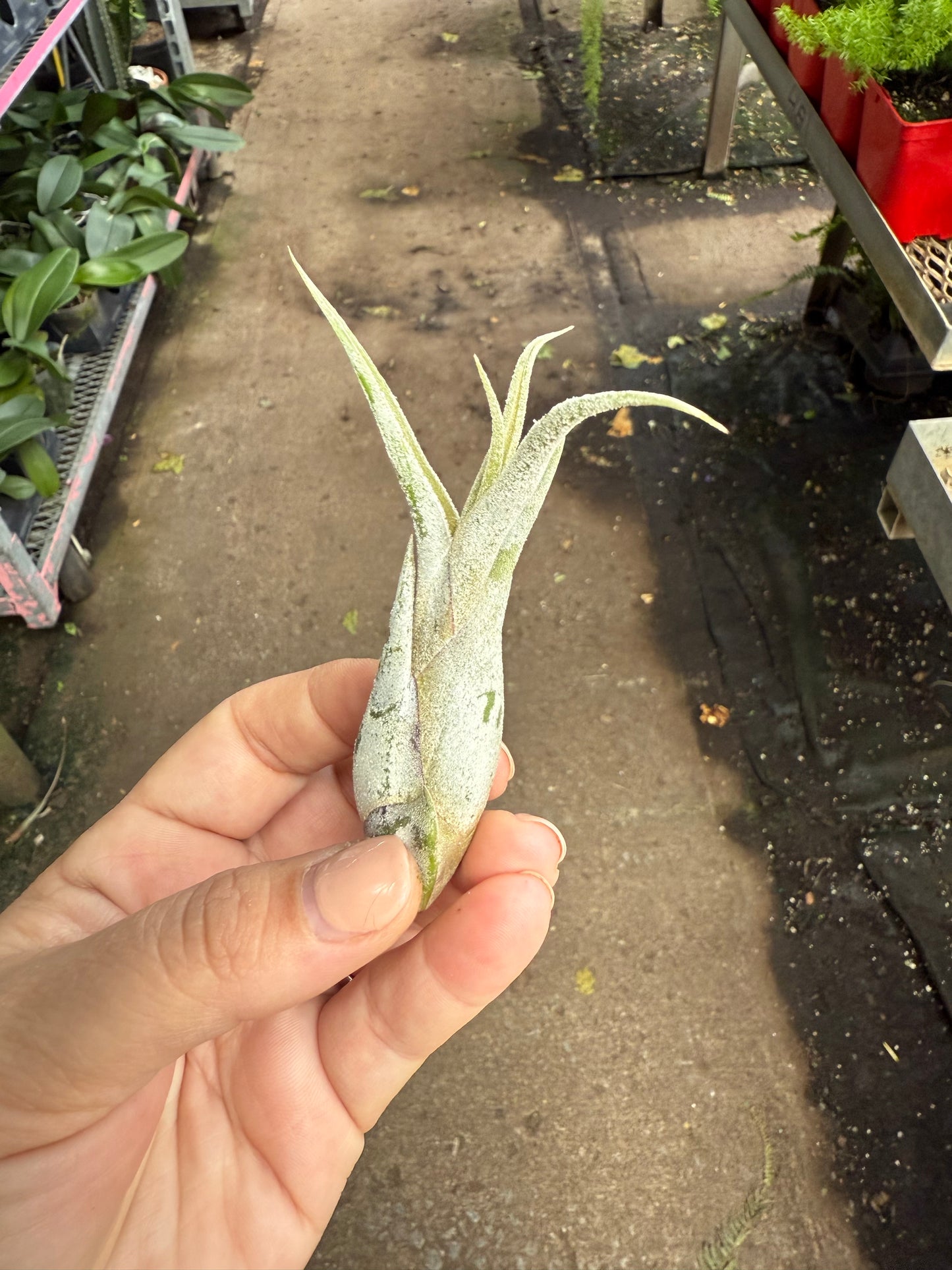 Tillandsia Caput-medusae