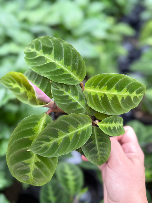 Calathea ‘warscewiczii’