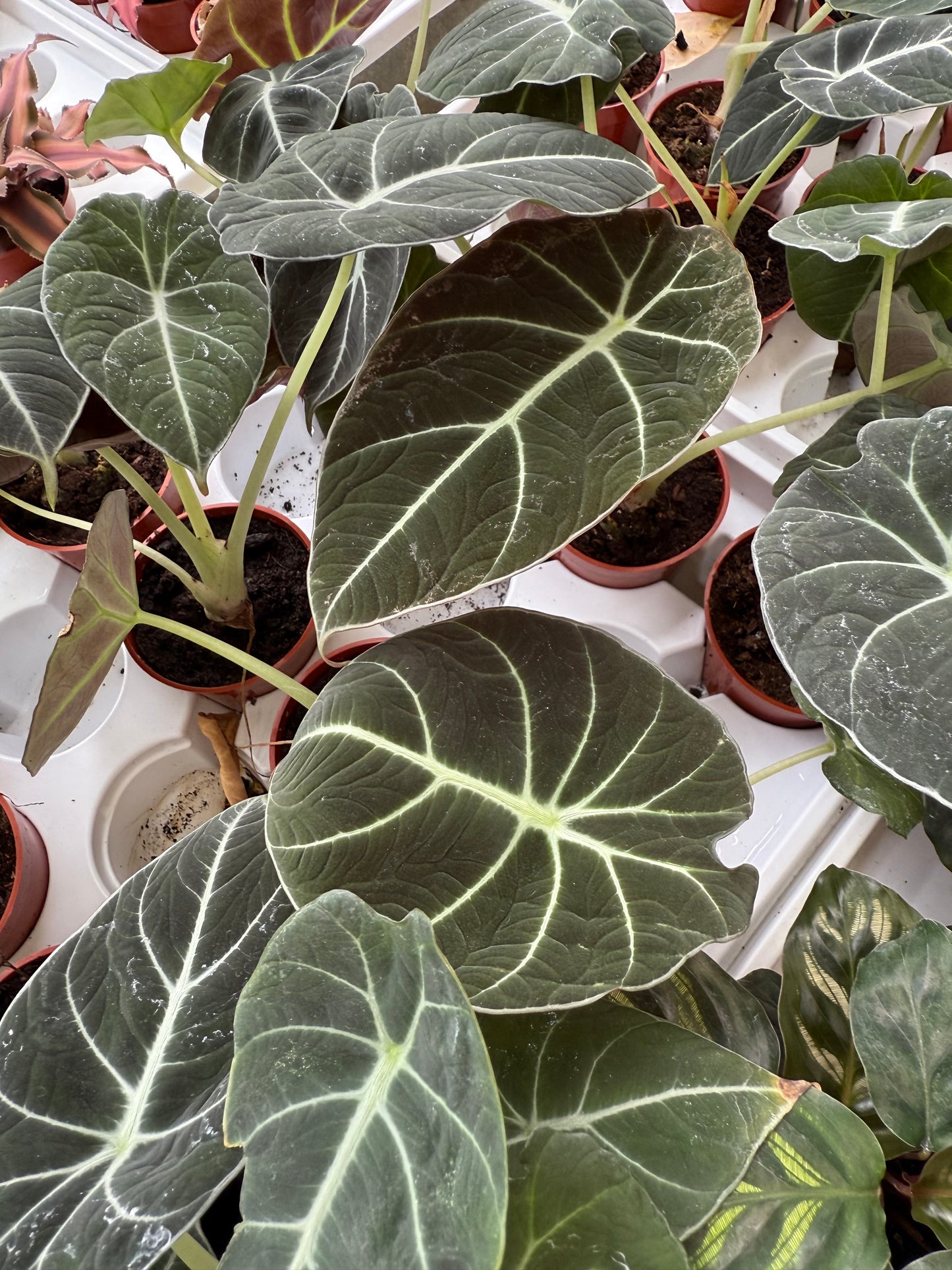 Alocasia Black Velvet