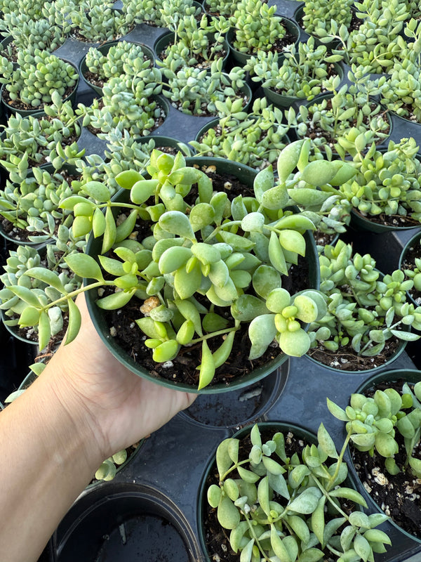 Cotyledon pendens"Cliff cotyledon"