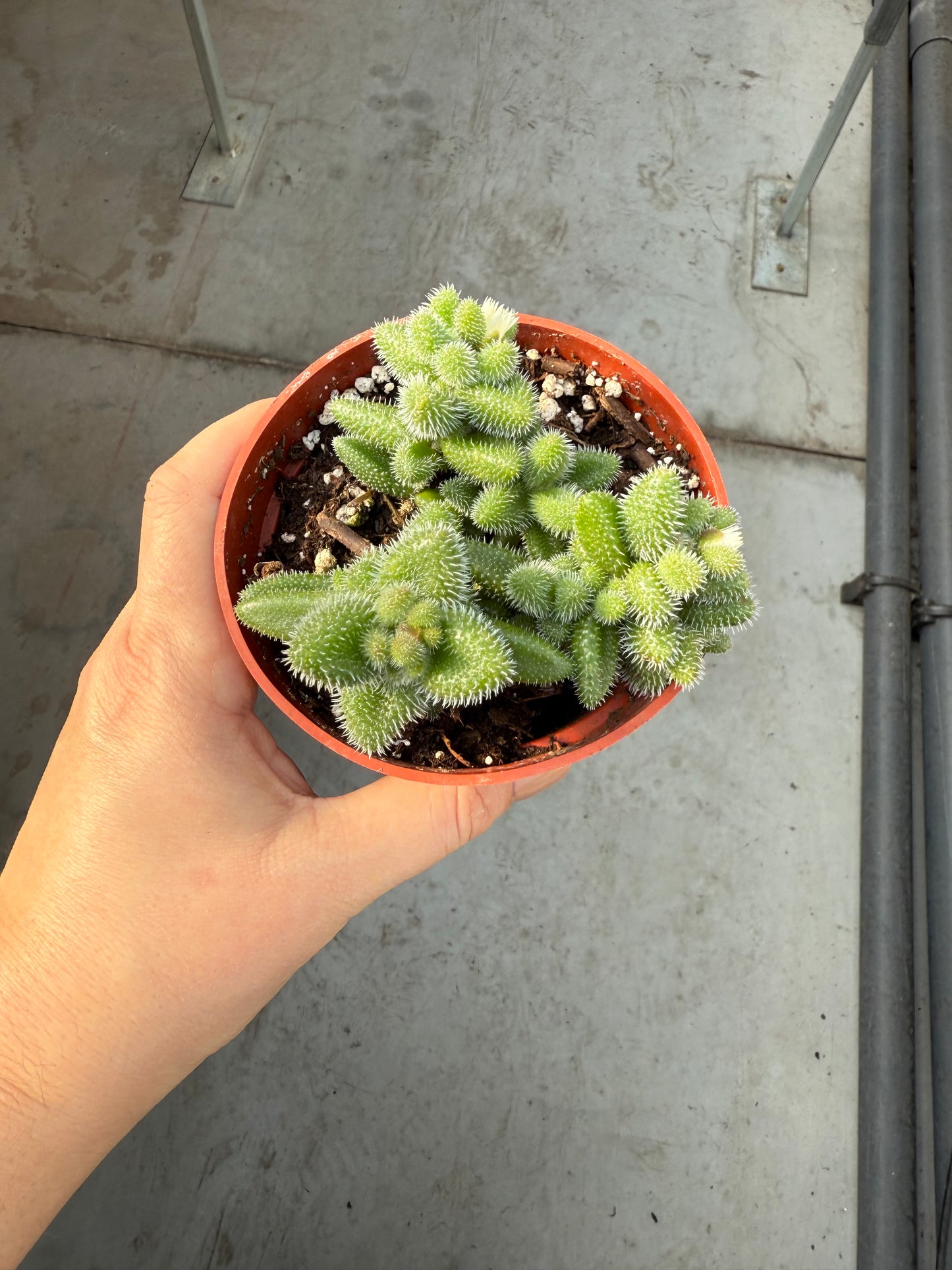 Delosperma Echinatum ‘Pickle Plant’
