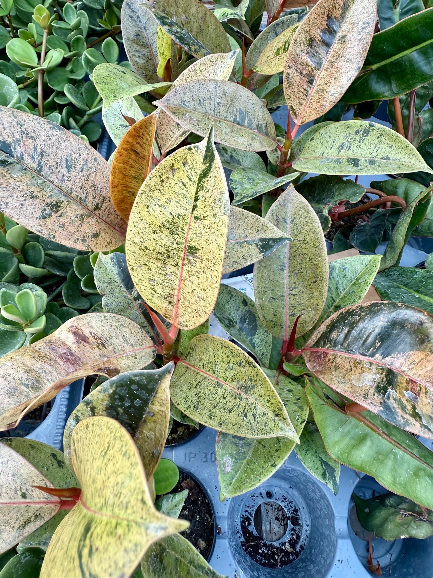 Ficus Moonshine