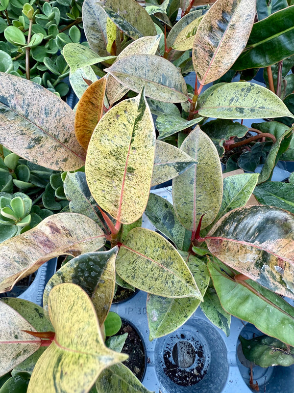 Ficus Moonshine