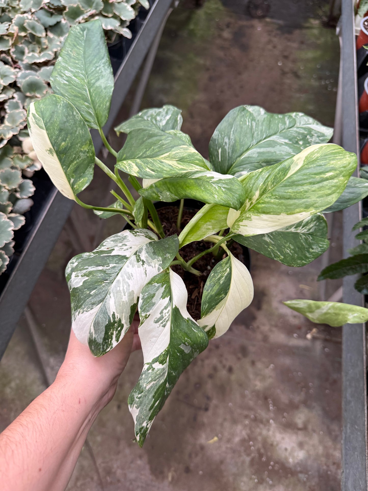 Monstera lechleriana variégata
