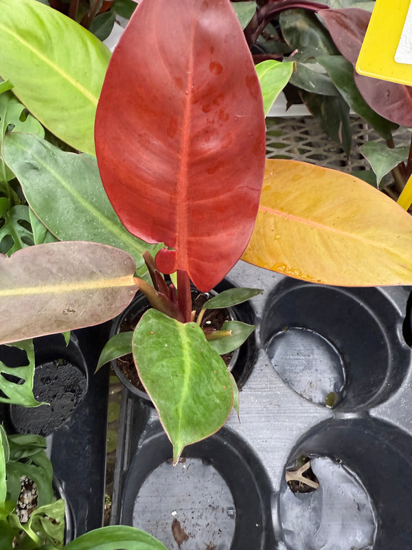 Philodendron ‘Red Sun’