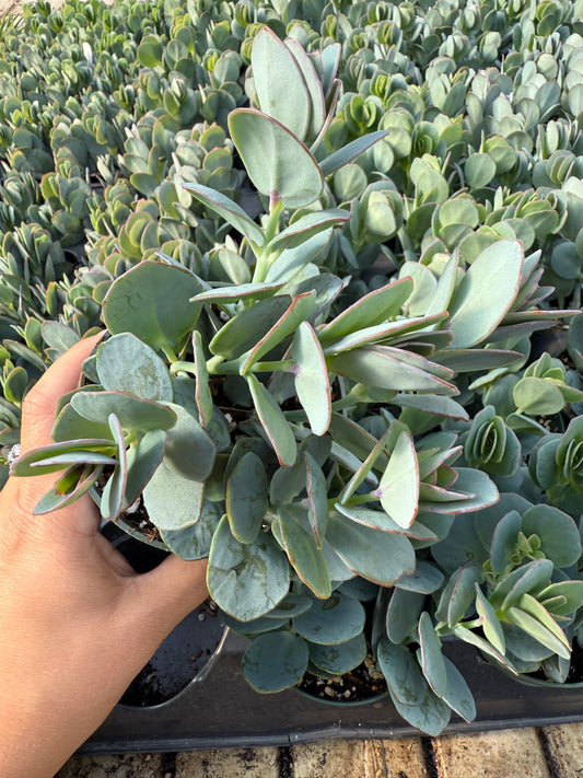 Kalanchoe marnieriana
"Marnier's kalanchoe"