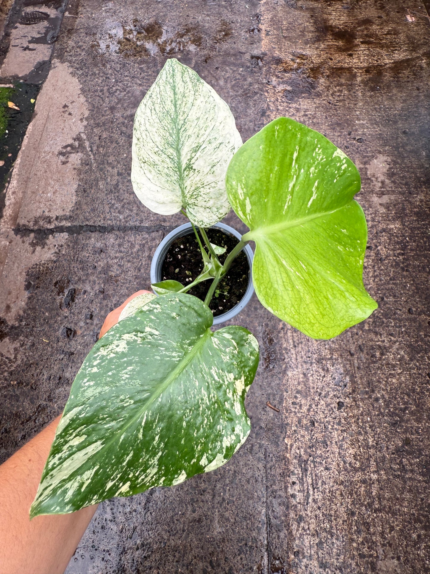 Monstera ‘Mint Variegata’