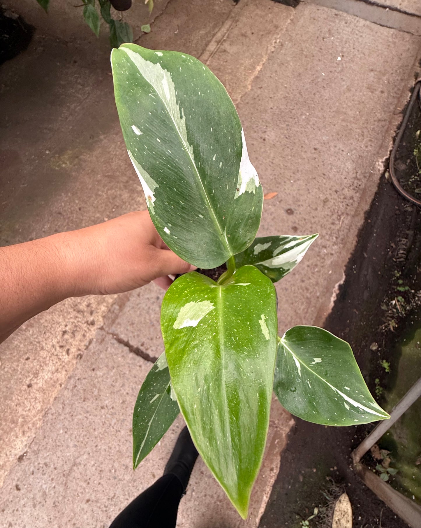 Philodendron ‘White Princess’