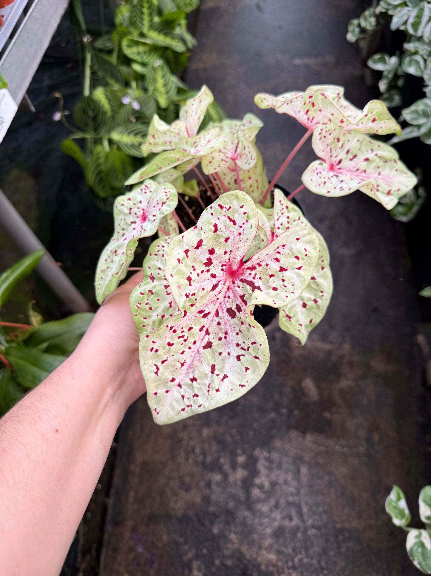 Caladium 'Wonderland'
