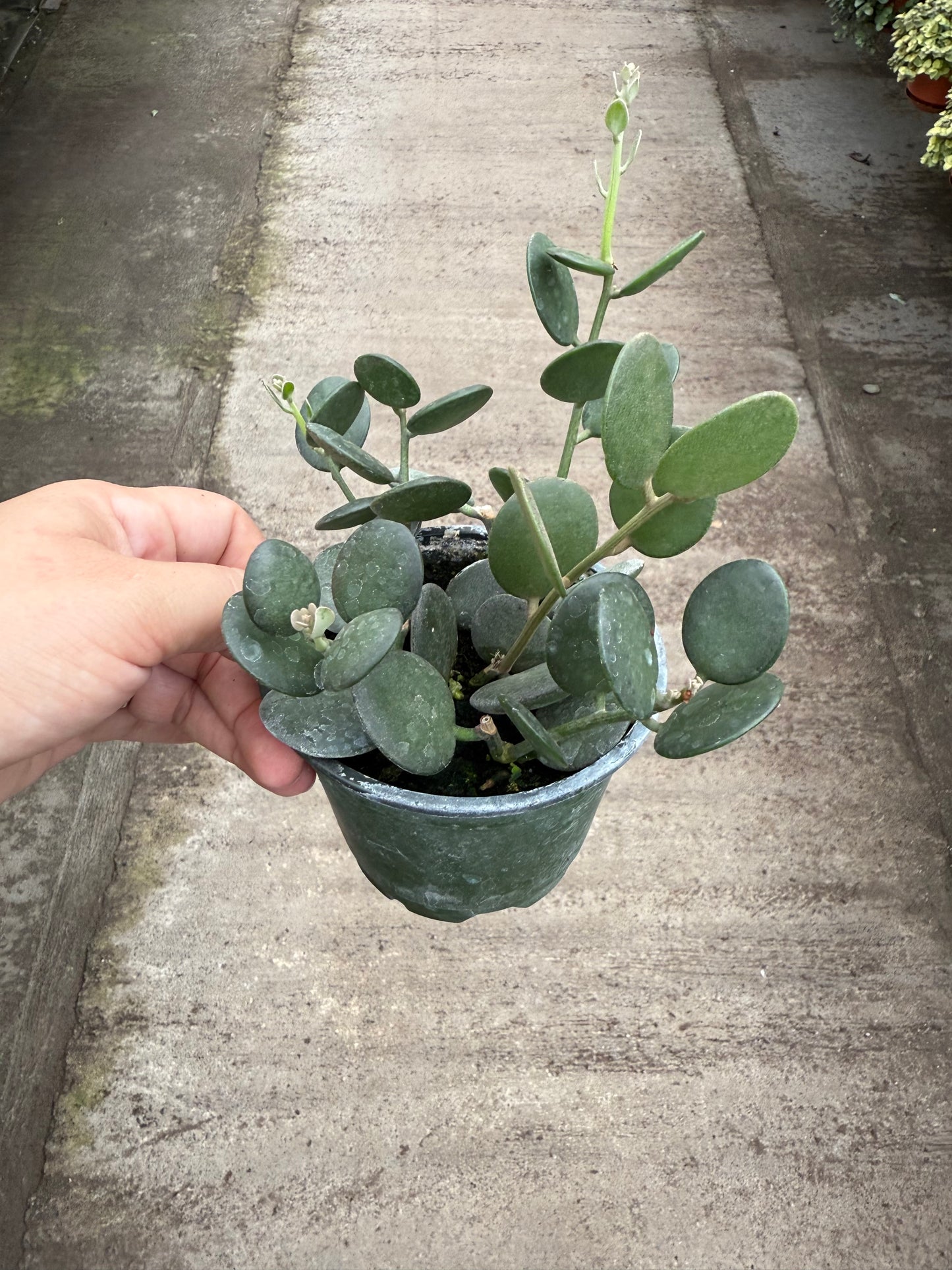 Silver Dollar Vine (Xerosicyos danguyi)