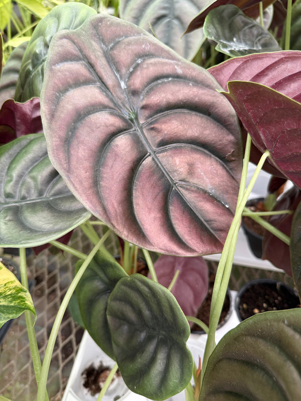Alocasia ‘Red Secret’