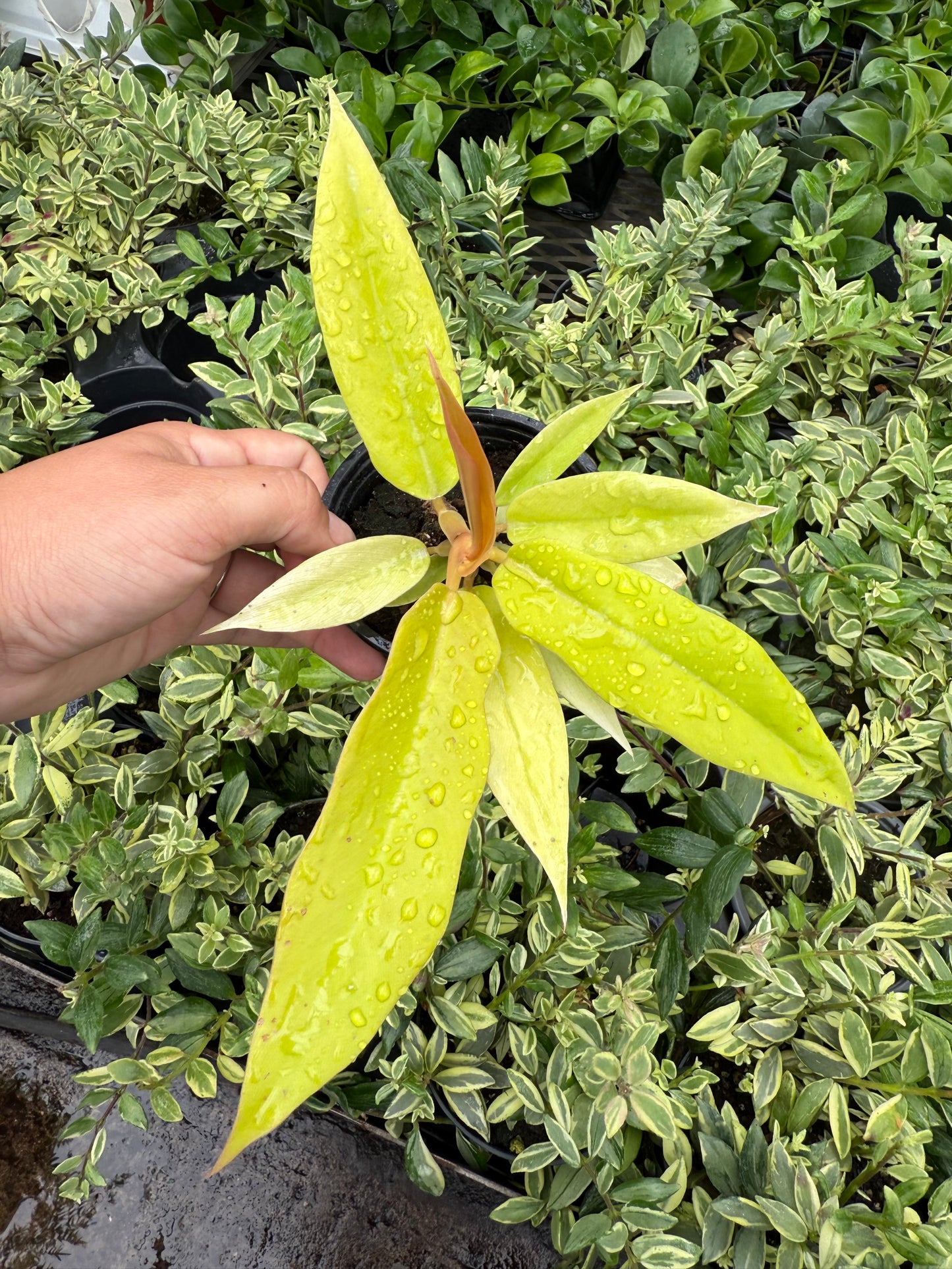 Philodendron ‘Golden Ring of Fire’