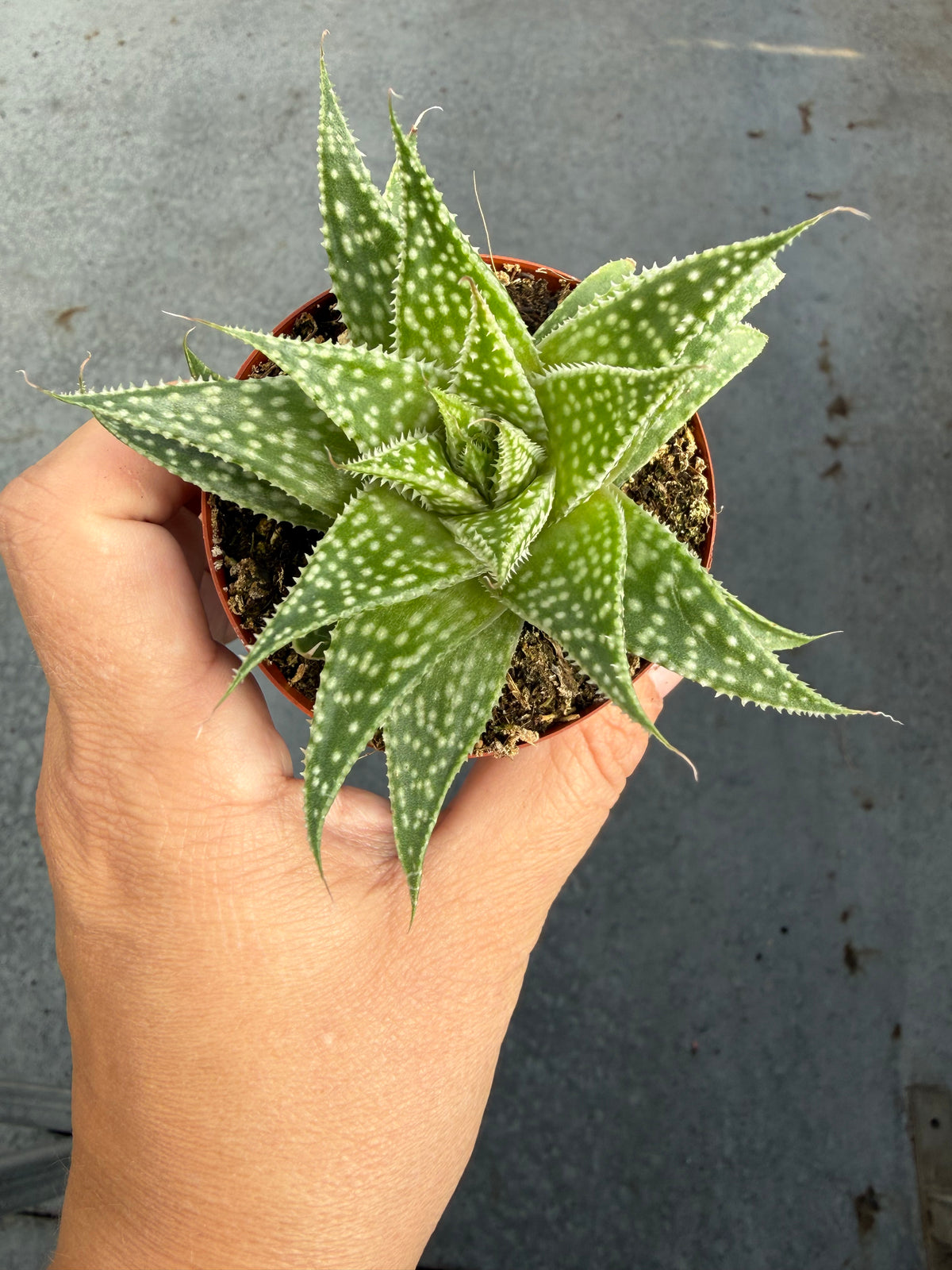 Aloe Artista ‘Cosmic Moonrise’
