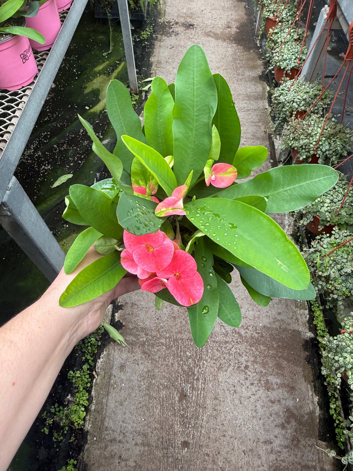 Euphorbia milii — Épine du Christ