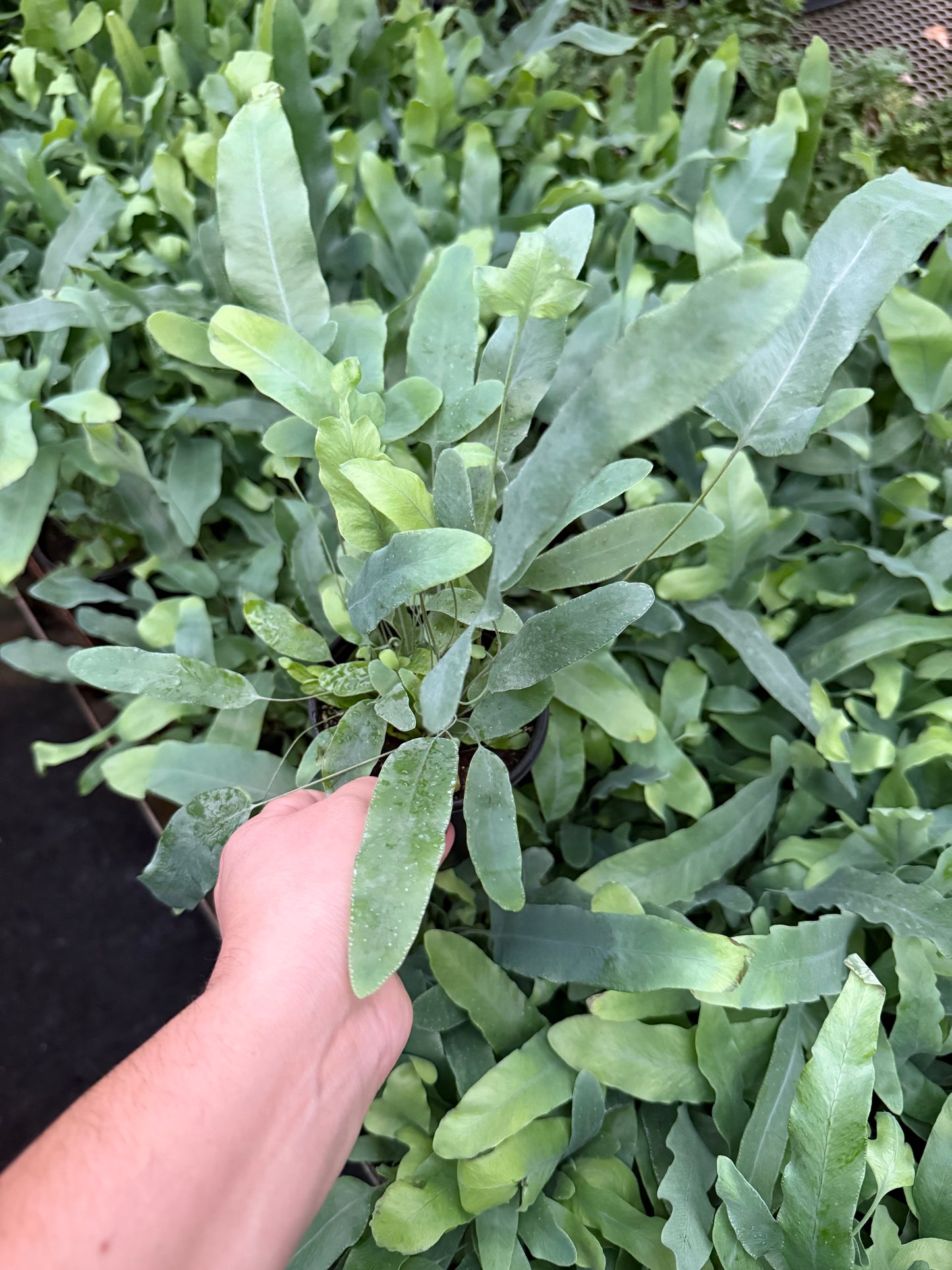 Fougère Phlebodium aureum 'Blue Star'