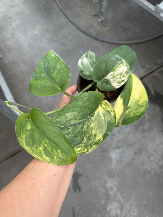 Scindapsus pictus ‘Aurea’