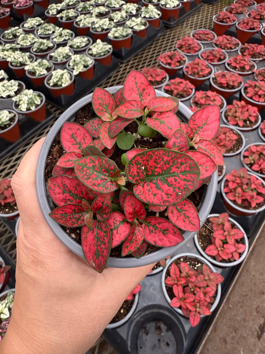 Hypoestes